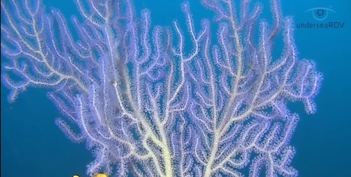 Blue fan coral from Batemans Bay